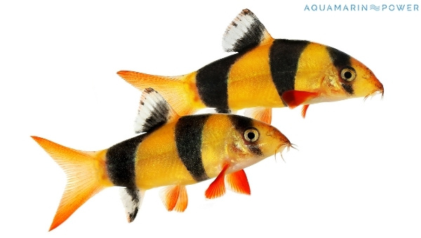 Clown Loach Appearance