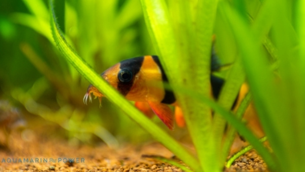 Clown Loach Behavior & Temperament