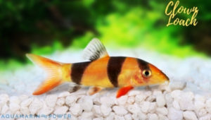 Clown Loach Featured Image