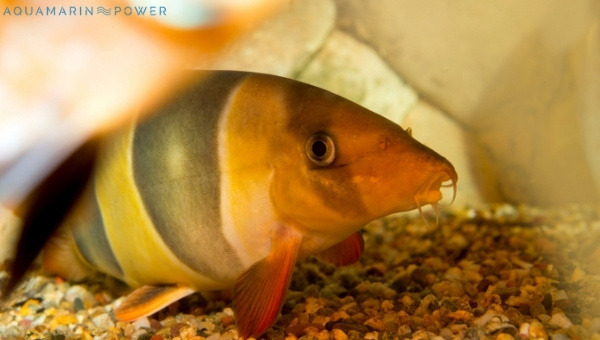 Clown Loach Food