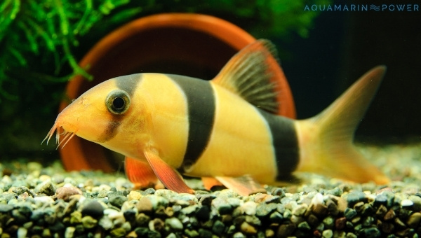Clown Loach Size & Growth Rate