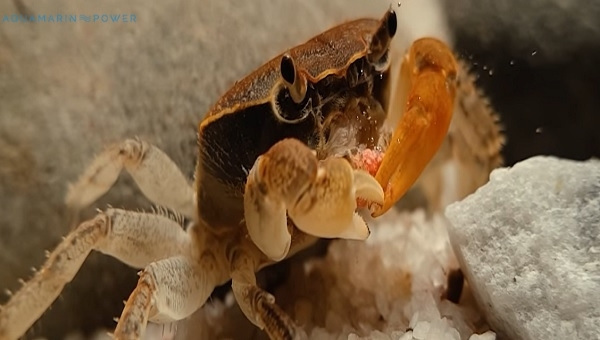 Vampire Crab Food & Diet