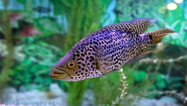 Jaguar Cichlid Behavior & Temperament