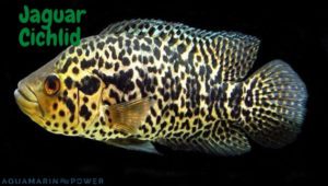 Jaguar Cichlid Featured Image