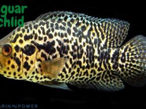 Jaguar Cichlid Featured Image