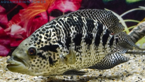 Jaguar Cichlid Size