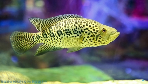 Jaguar Cichlid Species Summary