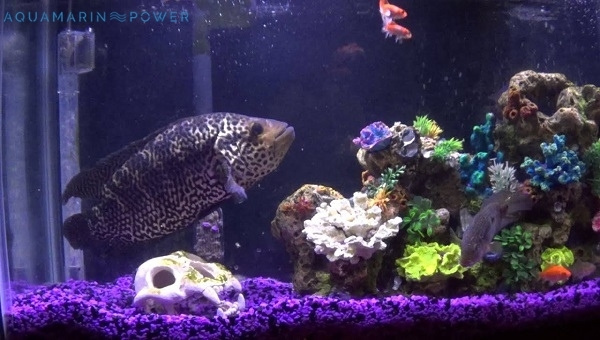 Jaguar Cichlid Tank Size