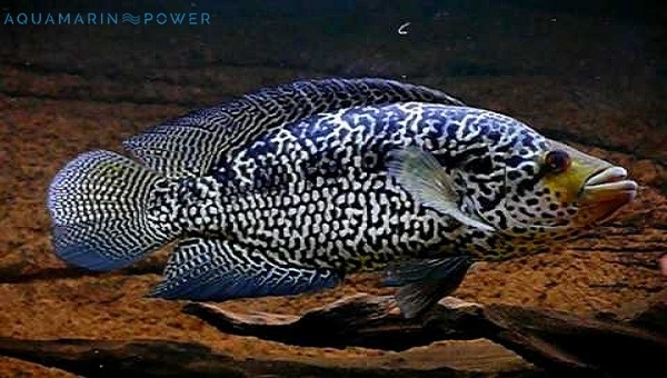 Jaguar Cichlids Appearance