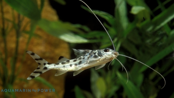 Pictus Catfish Appearance