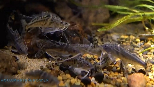 Pictus Catfish Breeding