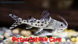 Pictus Catfish Featured Image