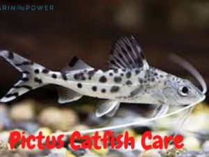 Pictus Catfish Featured Image