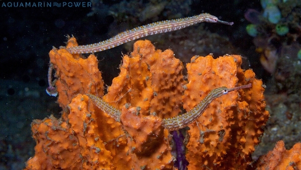 Pipefish Appearance
