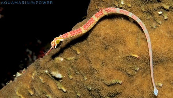 Pipefish Behavior & Temperament