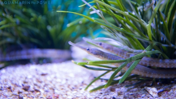 Pipefish Breeding 