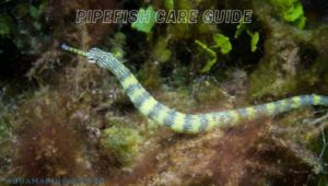 Pipefish Featured Image