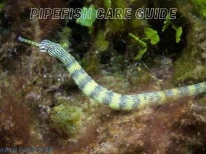 Pipefish Featured Image
