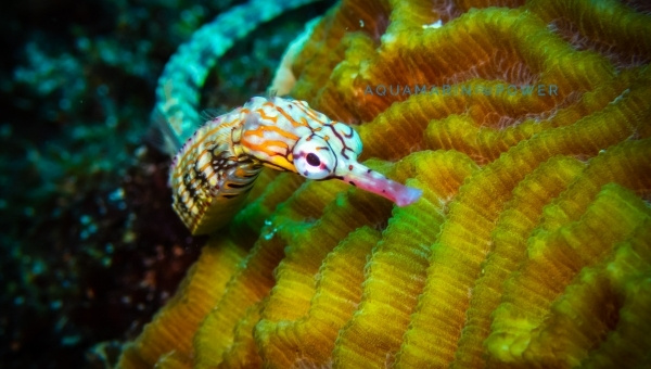 Pipefish Food & Diet