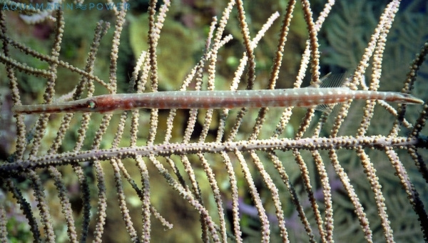 Pipefish Size & Growth Rate