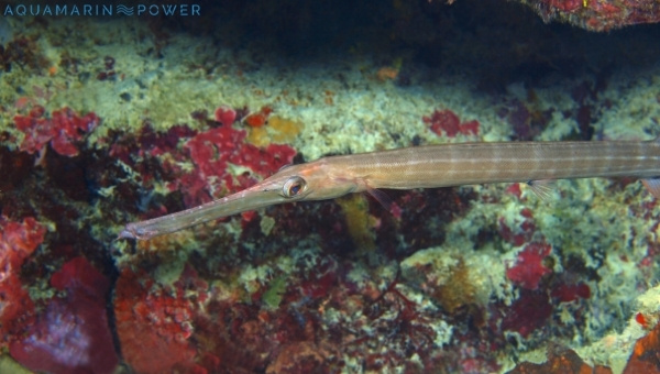 Pipefish Species Summary