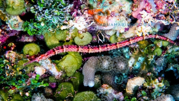 Pipefish in aquarium