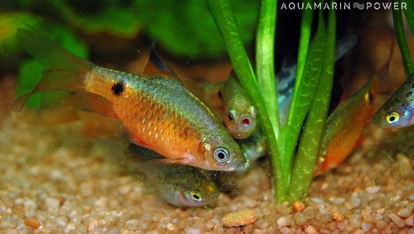 Rosy Barb Behavior & Temperament