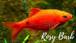 Rosy Barb Featured Image