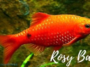 Rosy Barb Featured Image