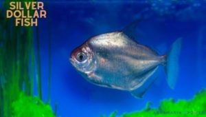 Silver Dollar Fish