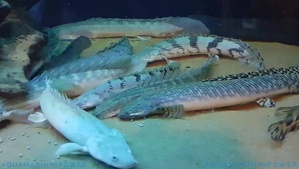 Types of Bichir