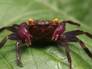 Vampire Crab