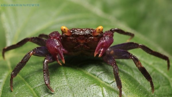 Vampire Crab