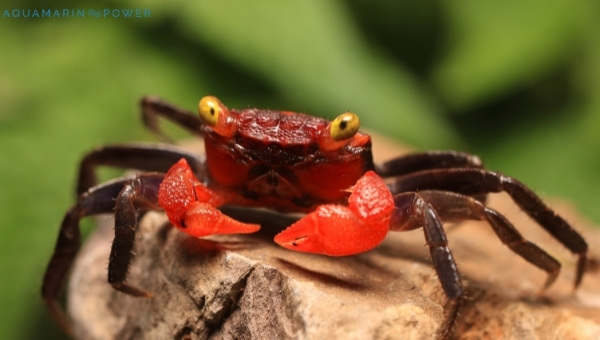 Vampire crab Appearance