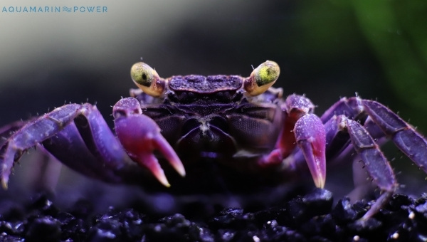 Vampire crab Breeding