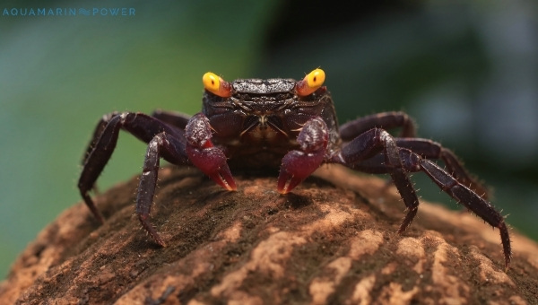 Vampire crab species summary