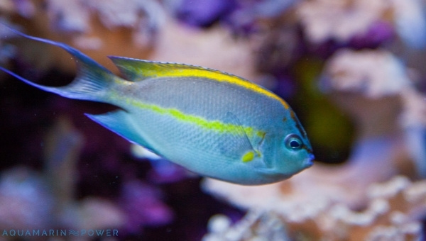 Bellus Angelfish Appearance