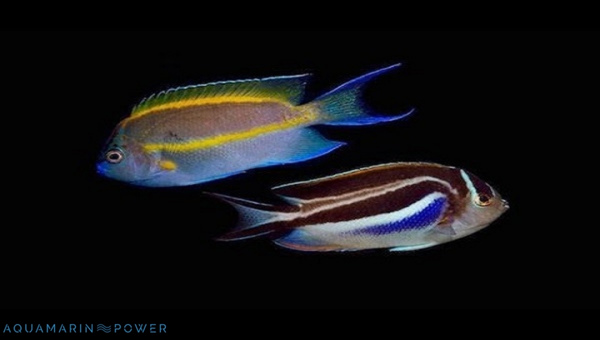 Bellus Angelfish Behavior & Temperament