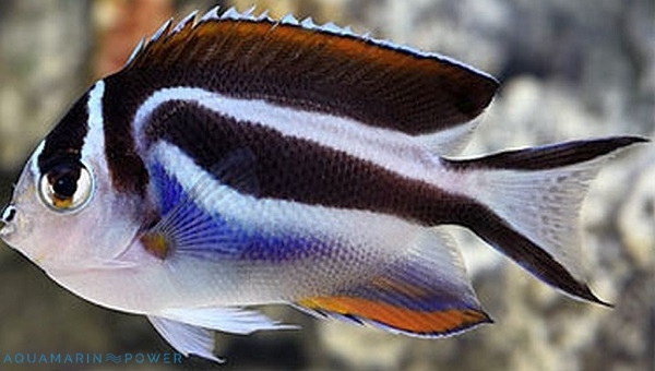 Bellus Angelfish Care