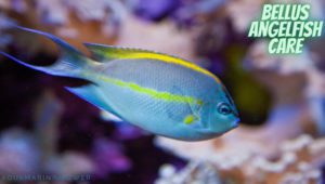 Bellus Angelfish Featured Image