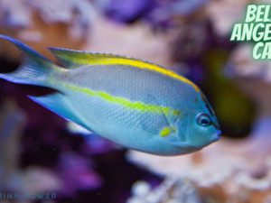 Bellus Angelfish Featured Image