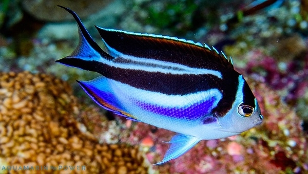 Bellus Angelfish Size & Growth Rate