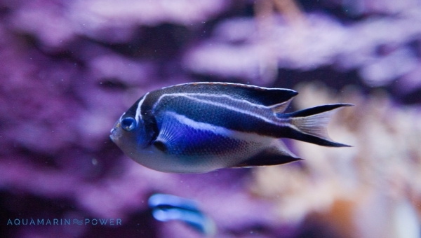 Bellus Angelfish Species Summary