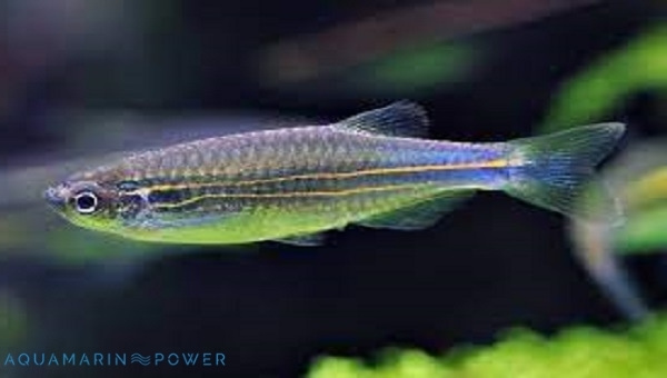 Blue Danio