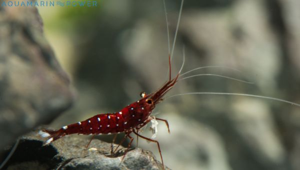 Cardinal Sulawesi Shrimp Appearance