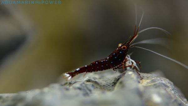 Cardinal Sulawesi Shrimp Behavior & Temperament