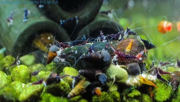 Cardinal Sulawesi Shrimp Breeding