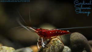 Cardinal Sulawesi Shrimp Featured Image