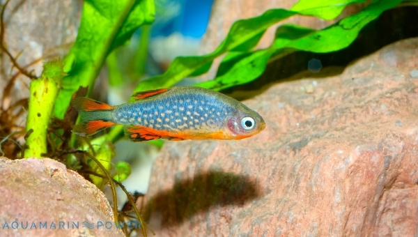 Celestial Pearl Danio