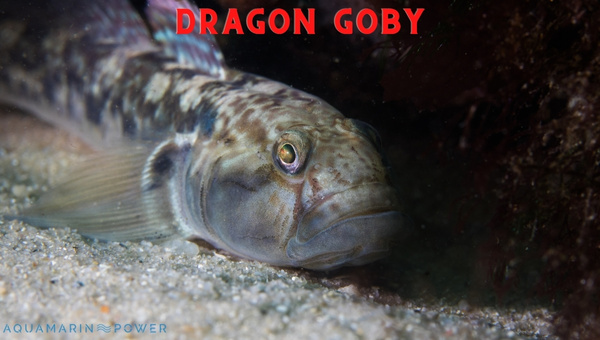 Dragon Goby Appearance